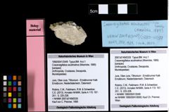 Foto (Objekt + Etiketten) von Cracensigillatus acutirostrus (Moericke, 1889) 